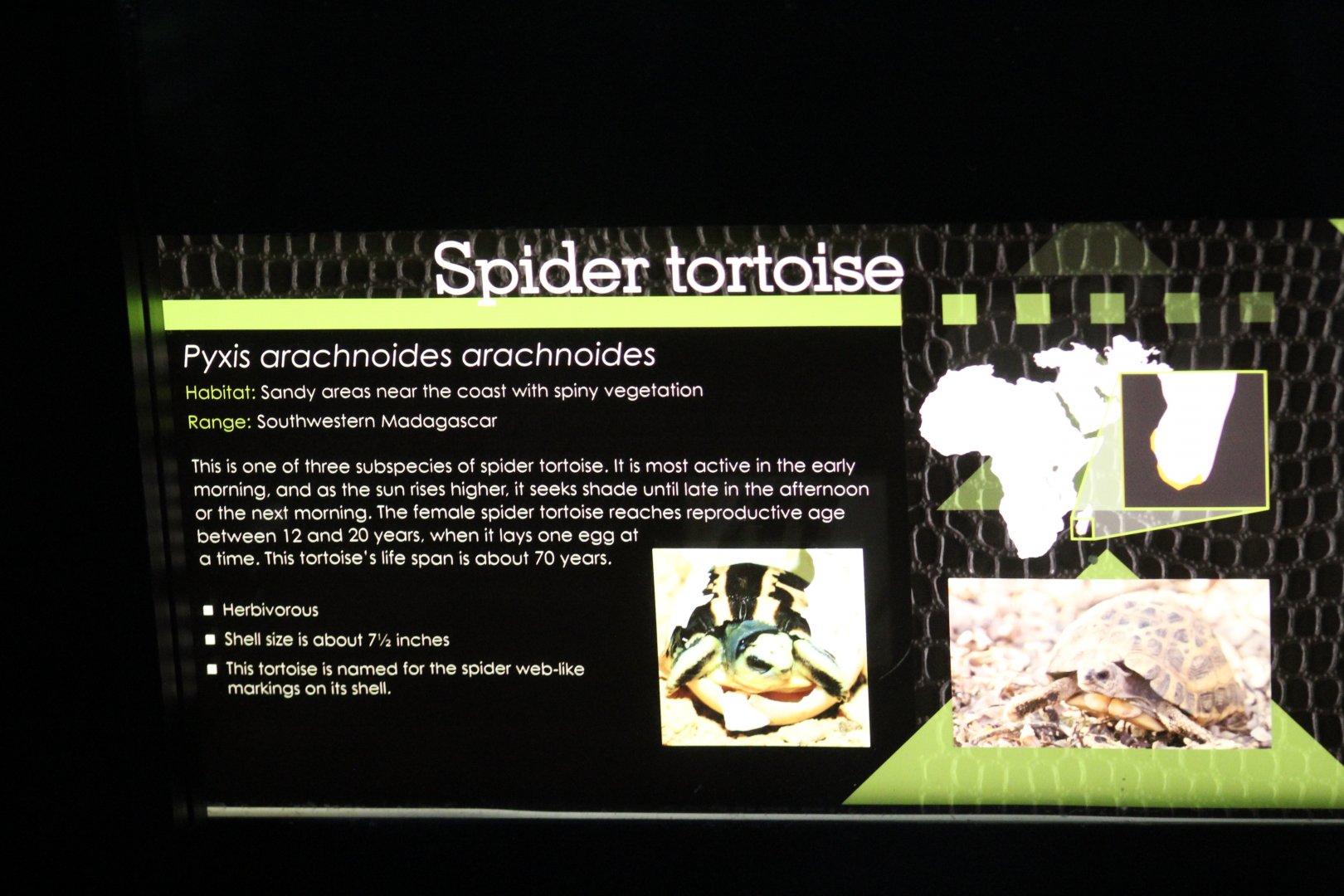 Common Spider Tortoise Signage
