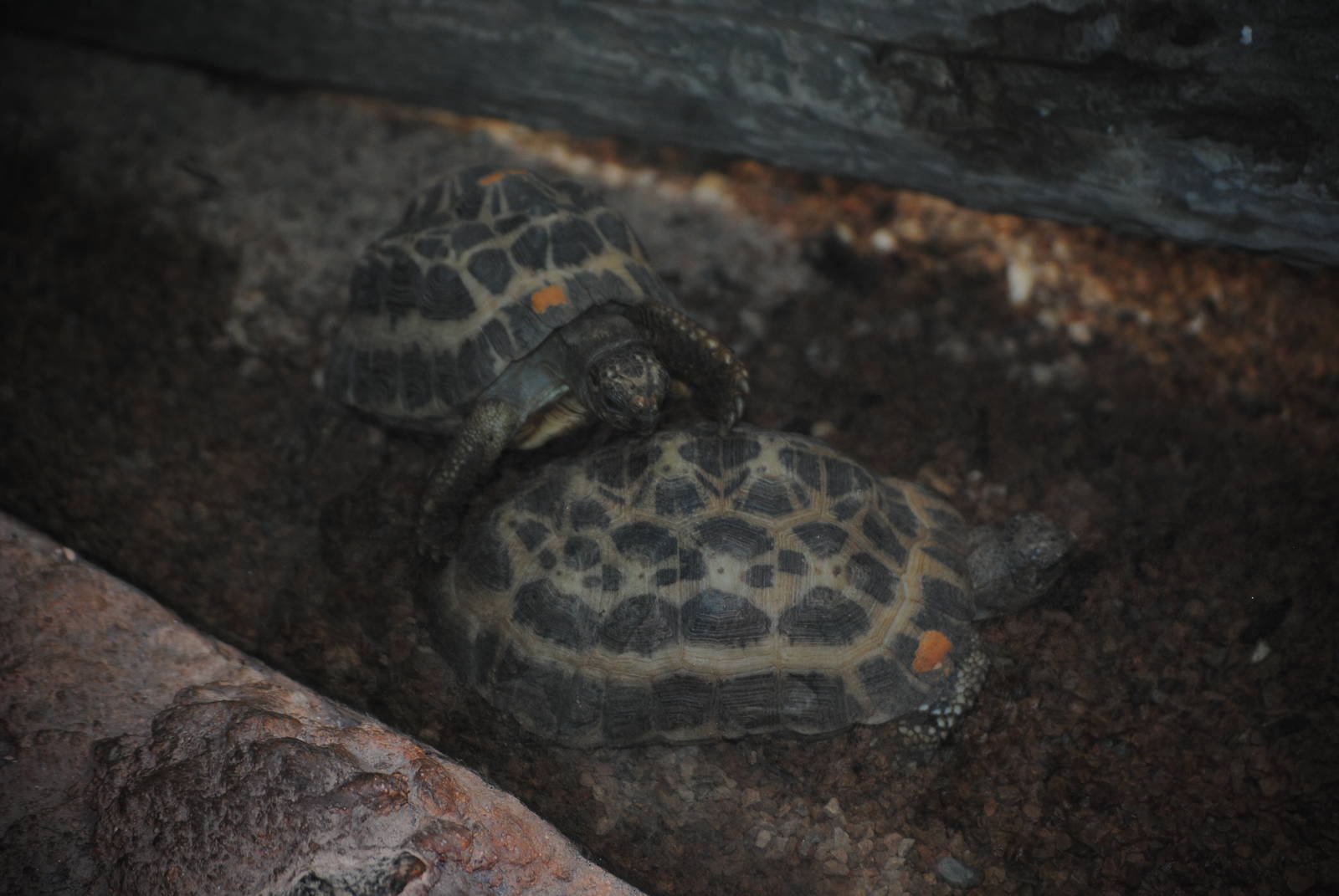 Common Spider Tortoise