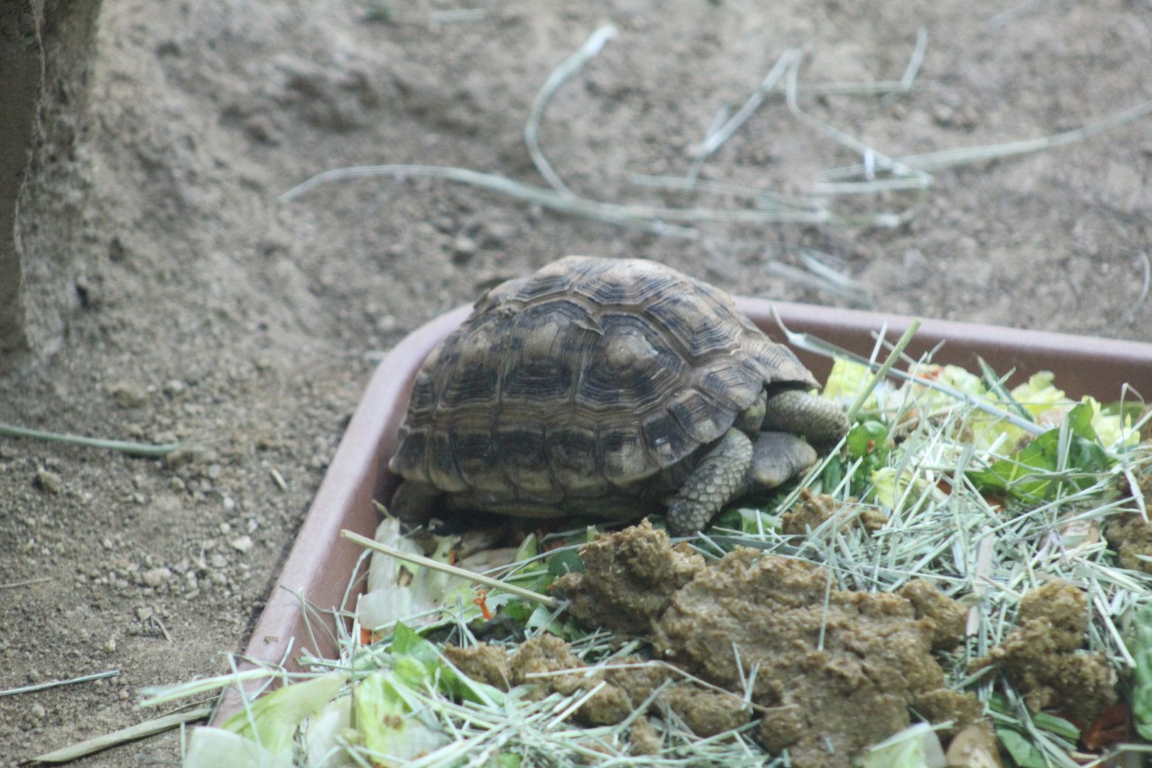 Common Spider Tortoise