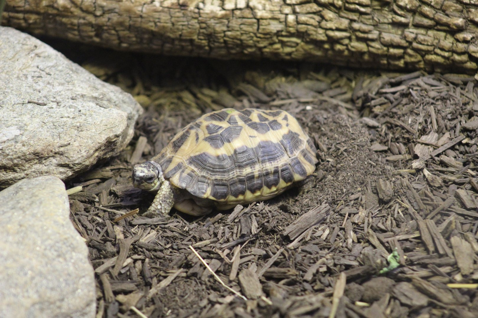 Common Spider Tortoise