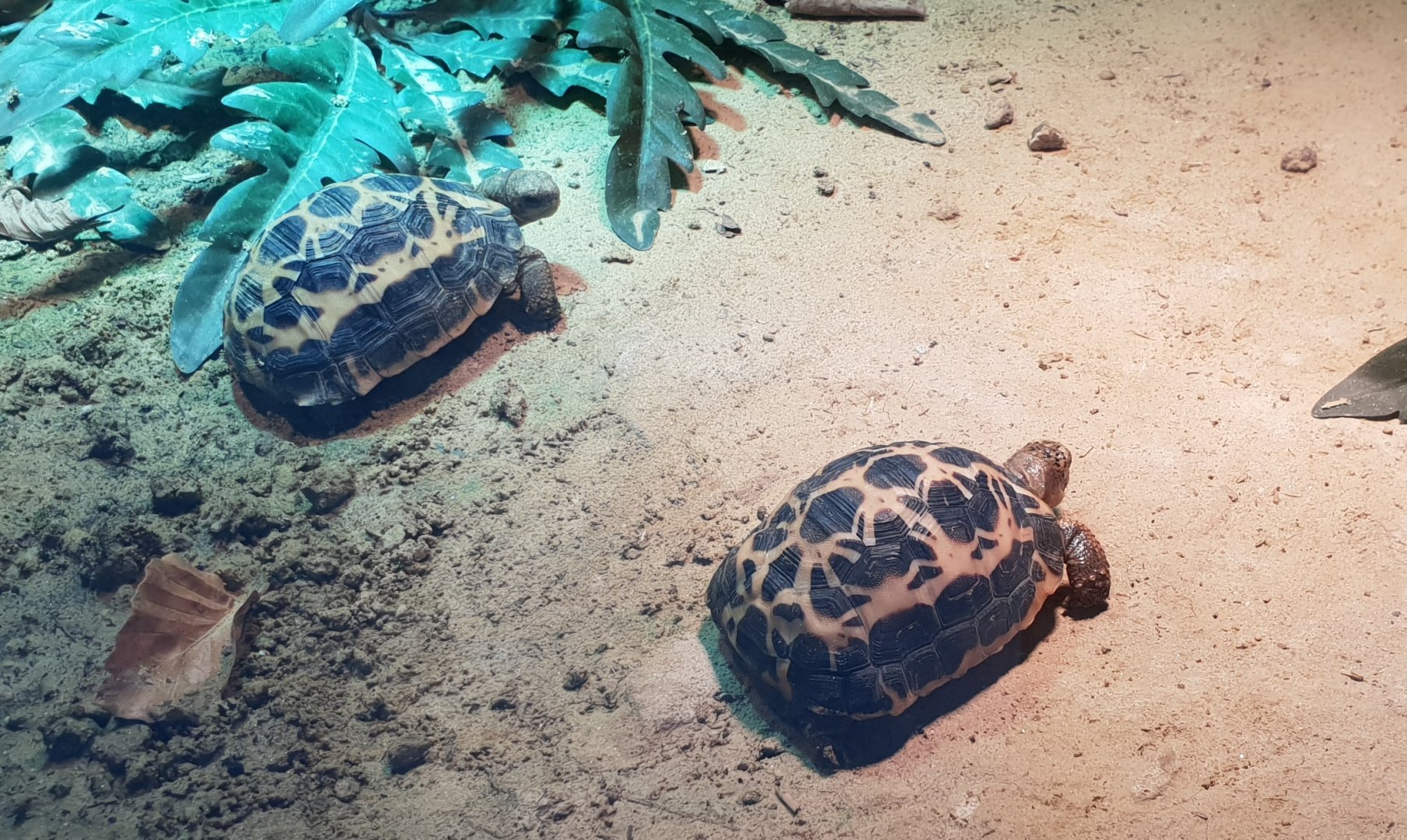 Common spider tortoises - juveniles