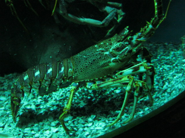 Common Spiny Lobster 2014.