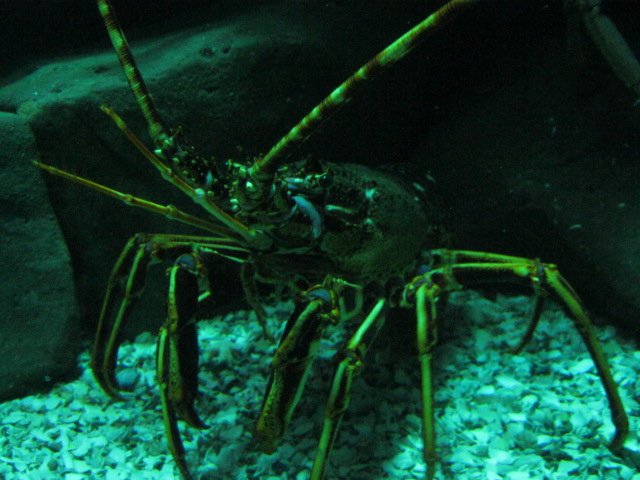 Common Spiny Lobster 2014.