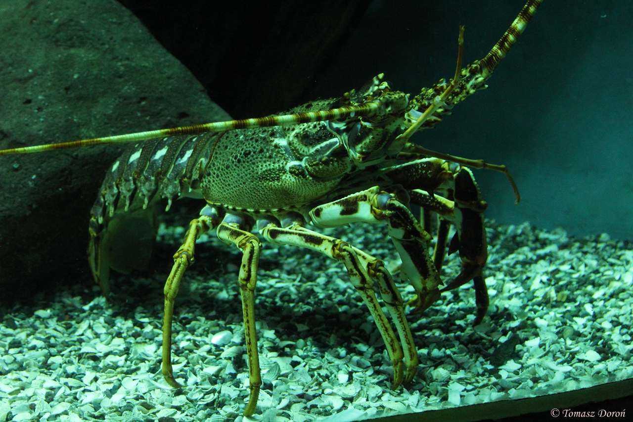 Common Spiny Lobster (Palinurus elephas)