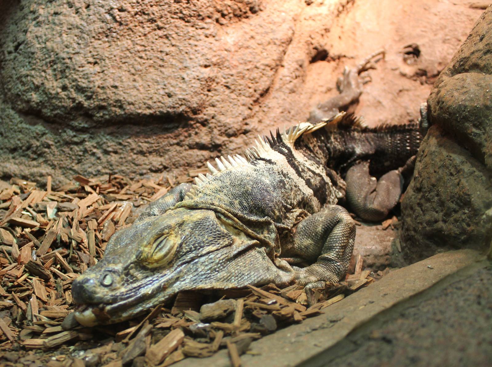 Common spiny-tailed iguana - almost death