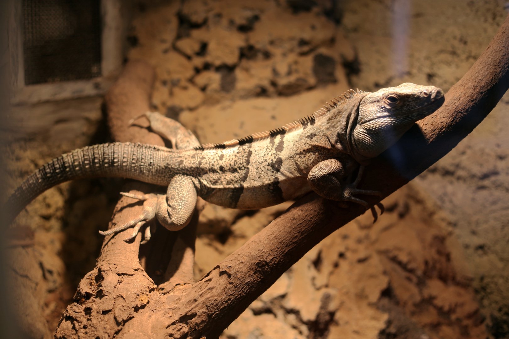 Common Spiny-tailed Iguana
