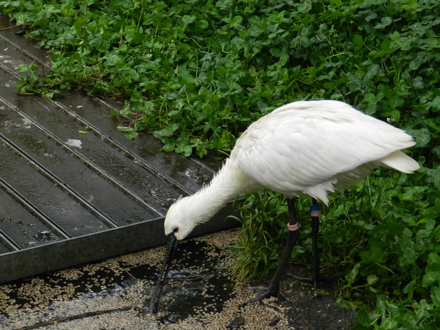 Common Spoonbill (Platalea leucorodia) at Artis Royal Zoo, The Netherlands