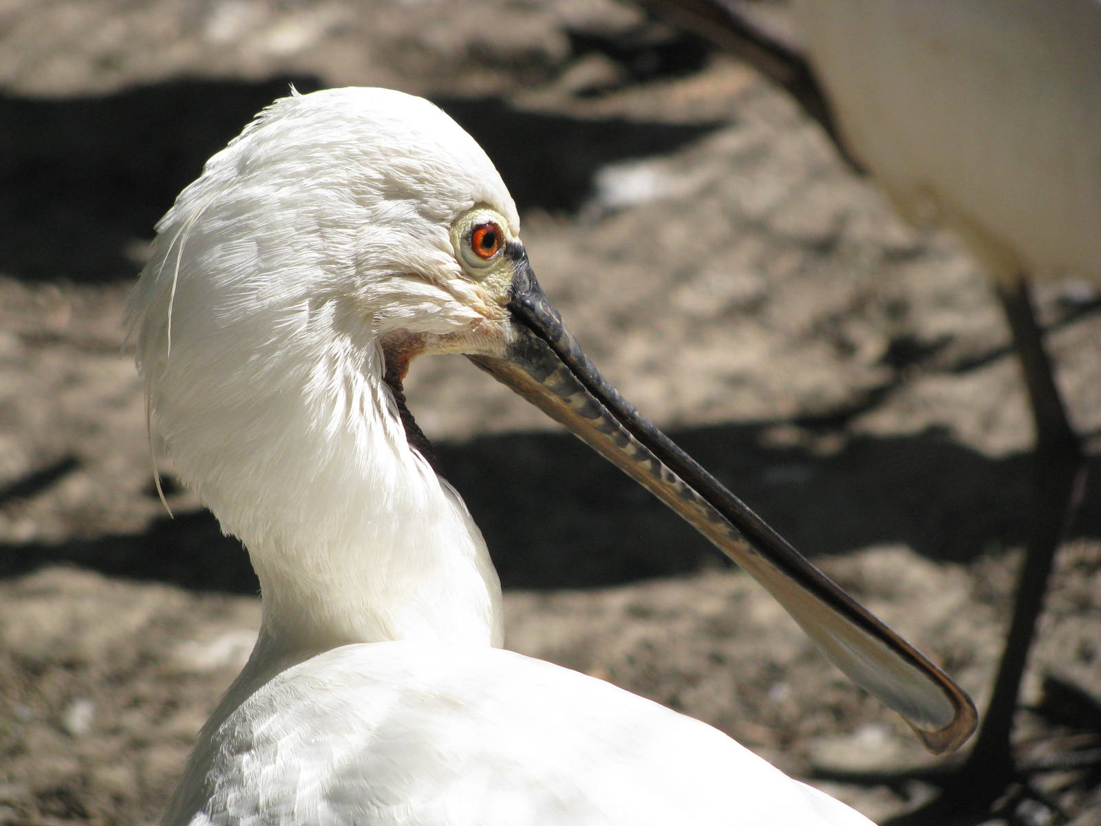 Common spoonbill