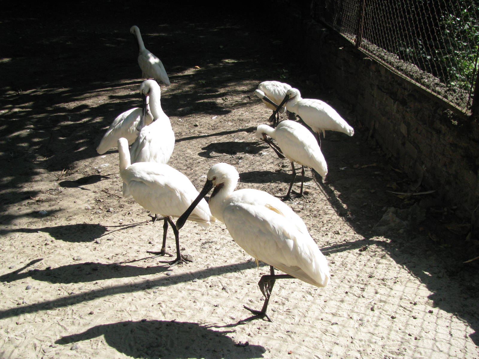 Common spoonbills