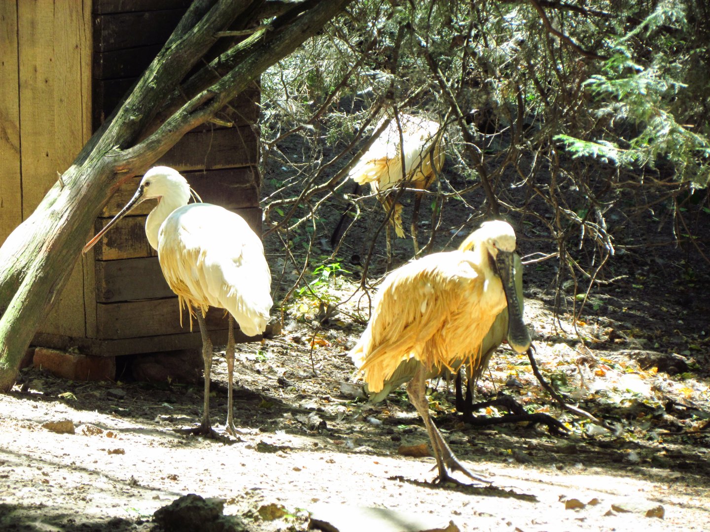 Common spoonbills