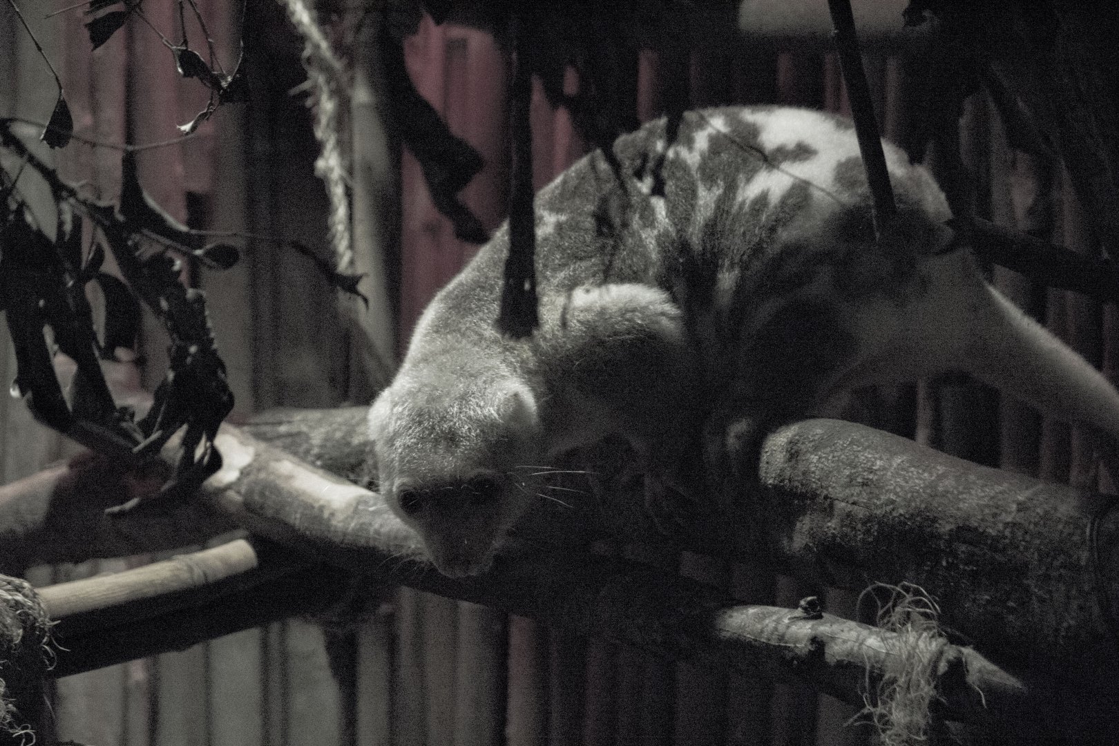 Common spotted cuscus, Spilocuscus maculatus