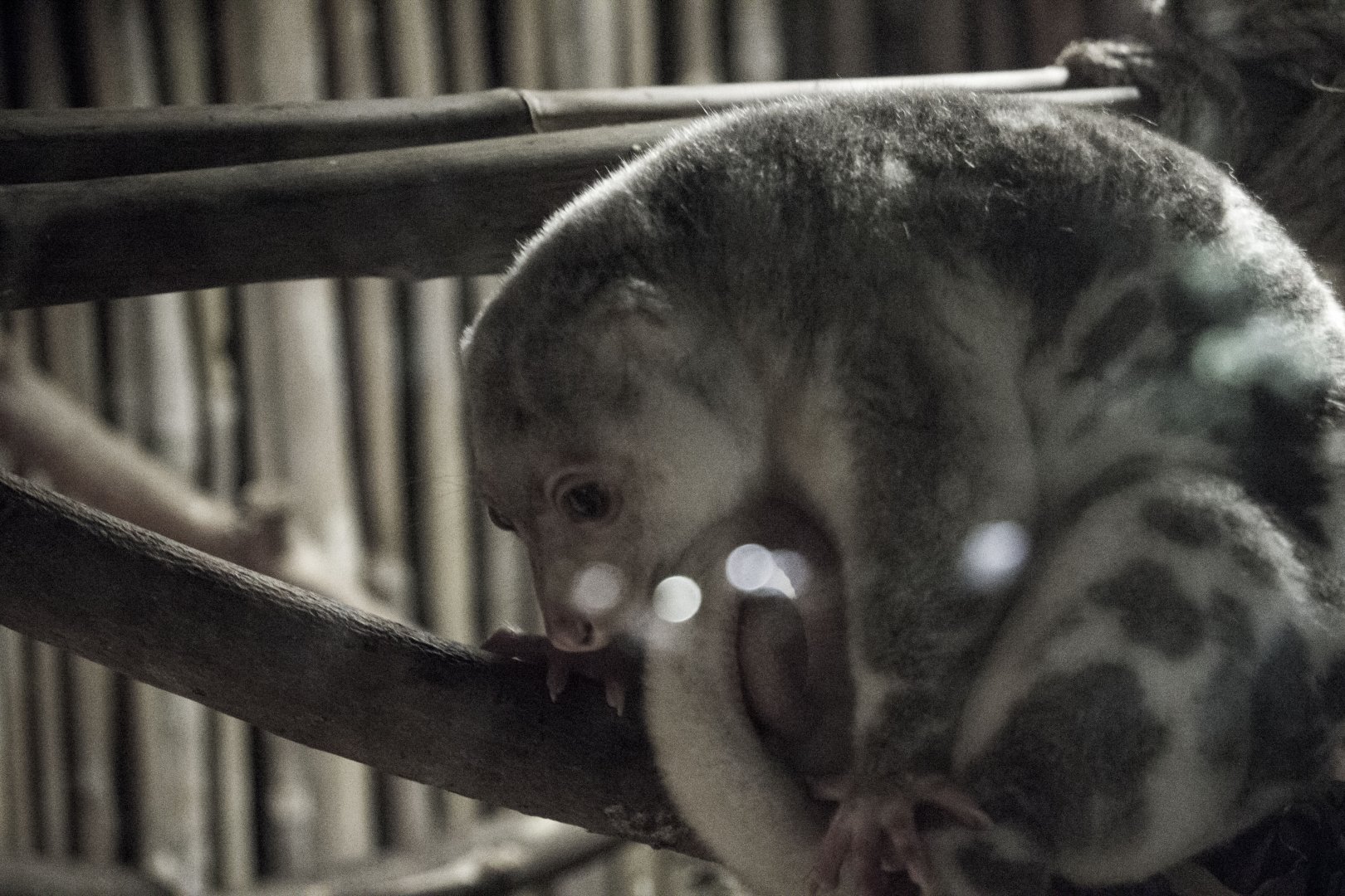 Common spotted cuscus, Spilocuscus maculatus