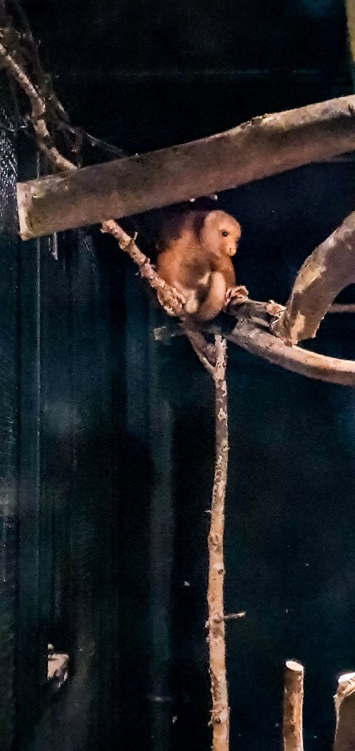 Common Spotted cuscus (Spilocuscus maculatus)