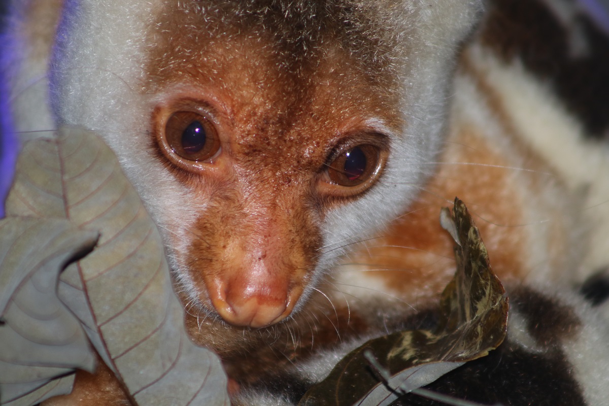 Common Spotted Cuscus (Spilocuscus maculatus)