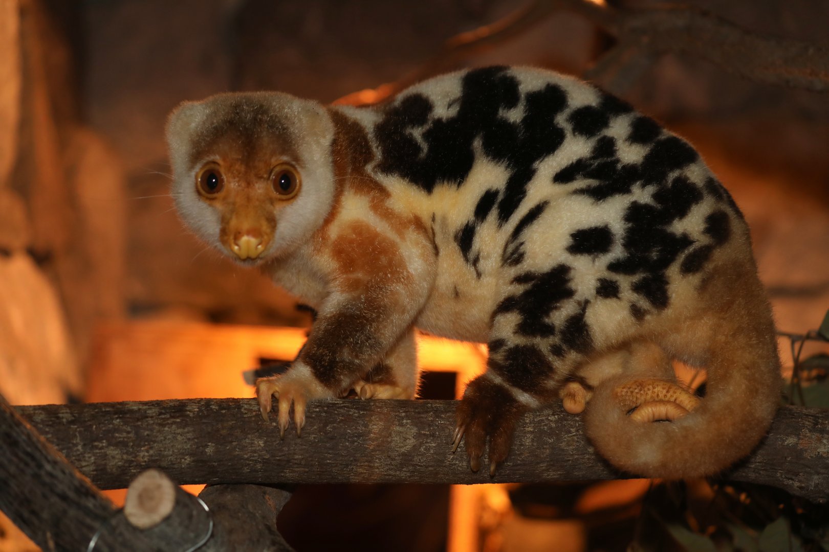 common spotted cuscus (Spilocuscus maculatus)