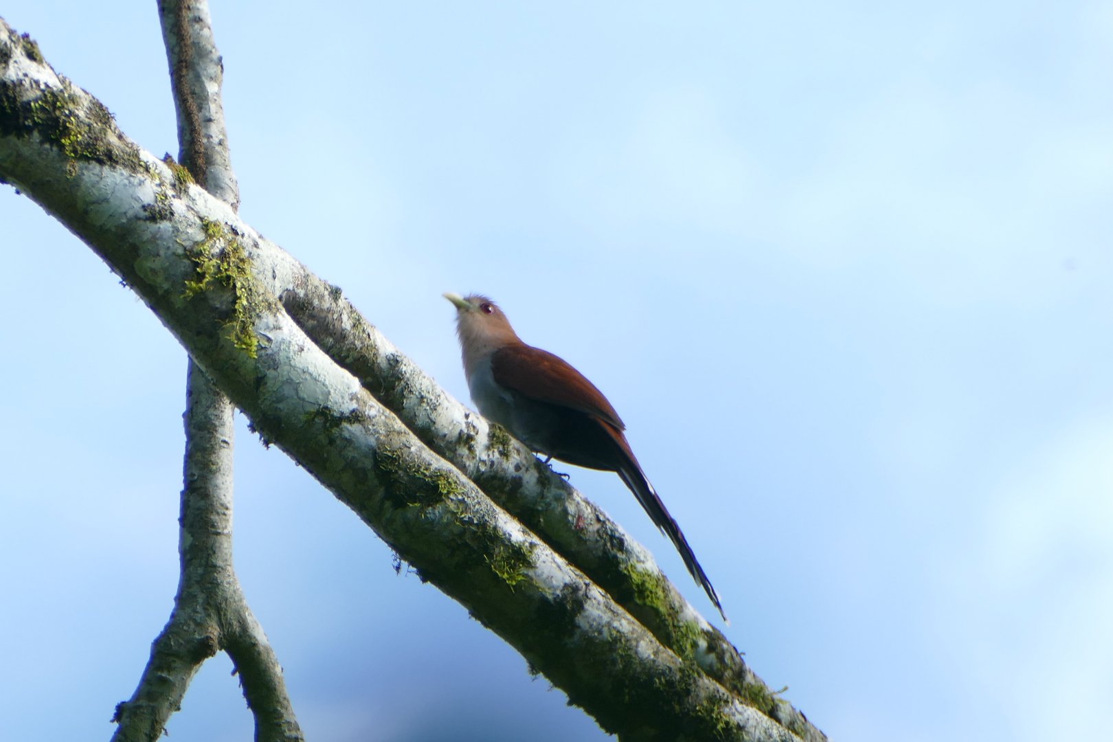Common Squirrel-cuckoo