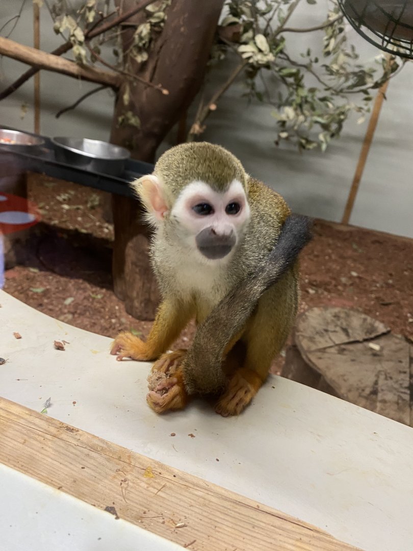 Common squirrel monkey 021120