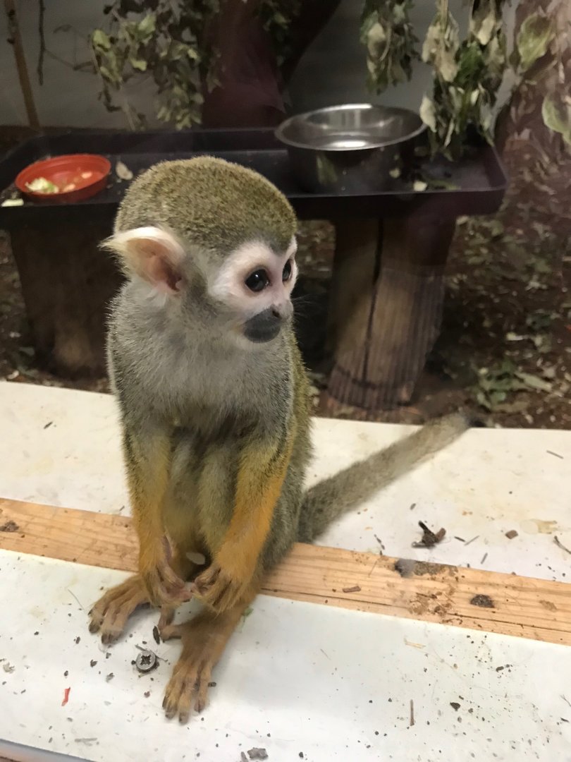 Common squirrel monkey 150918
