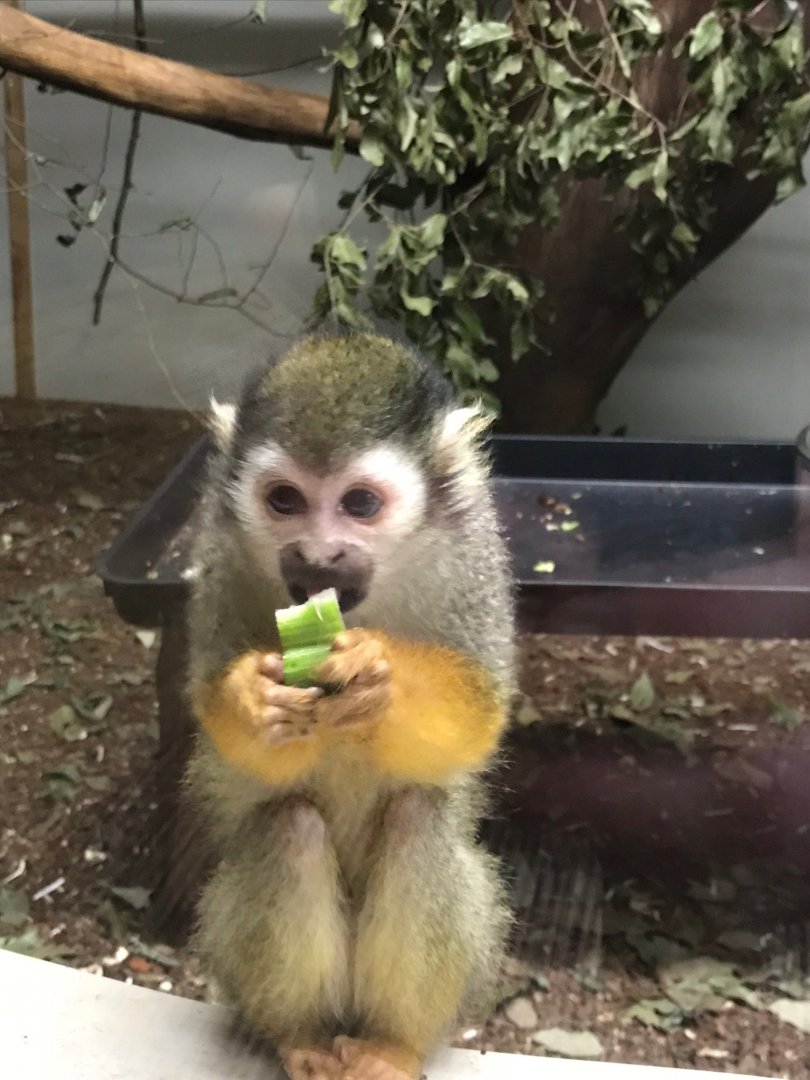 Common squirrel monkey 150918