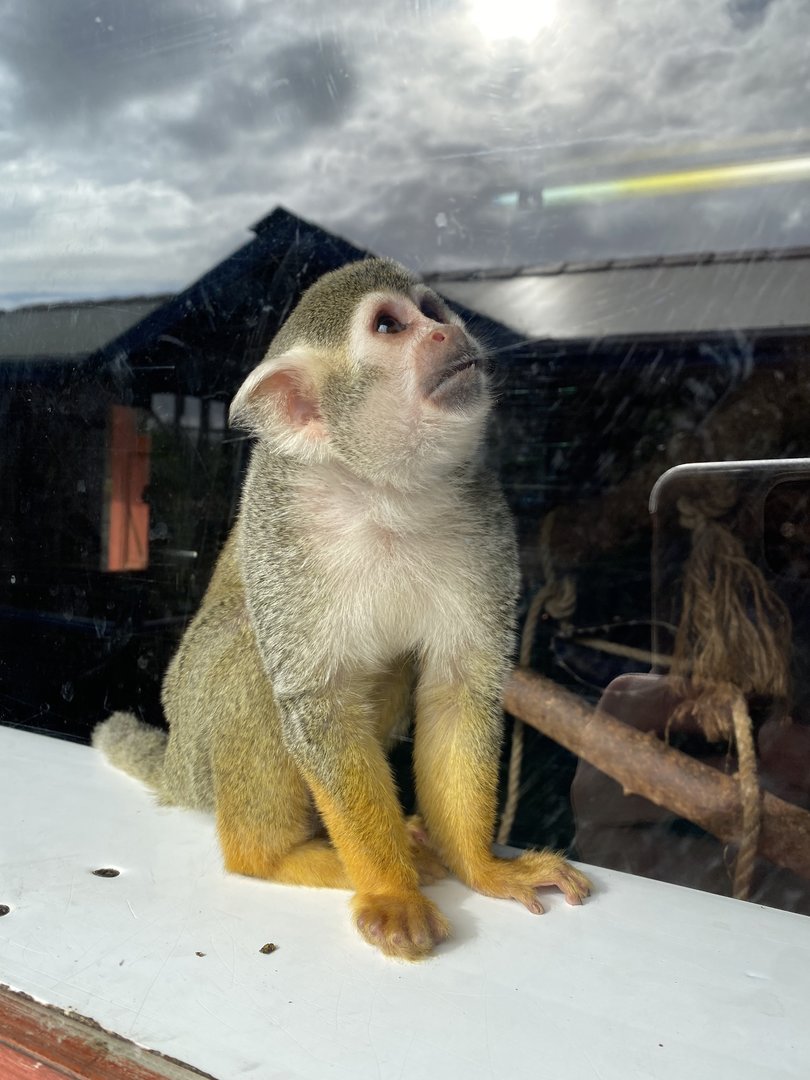 Common squirrel monkey 151022