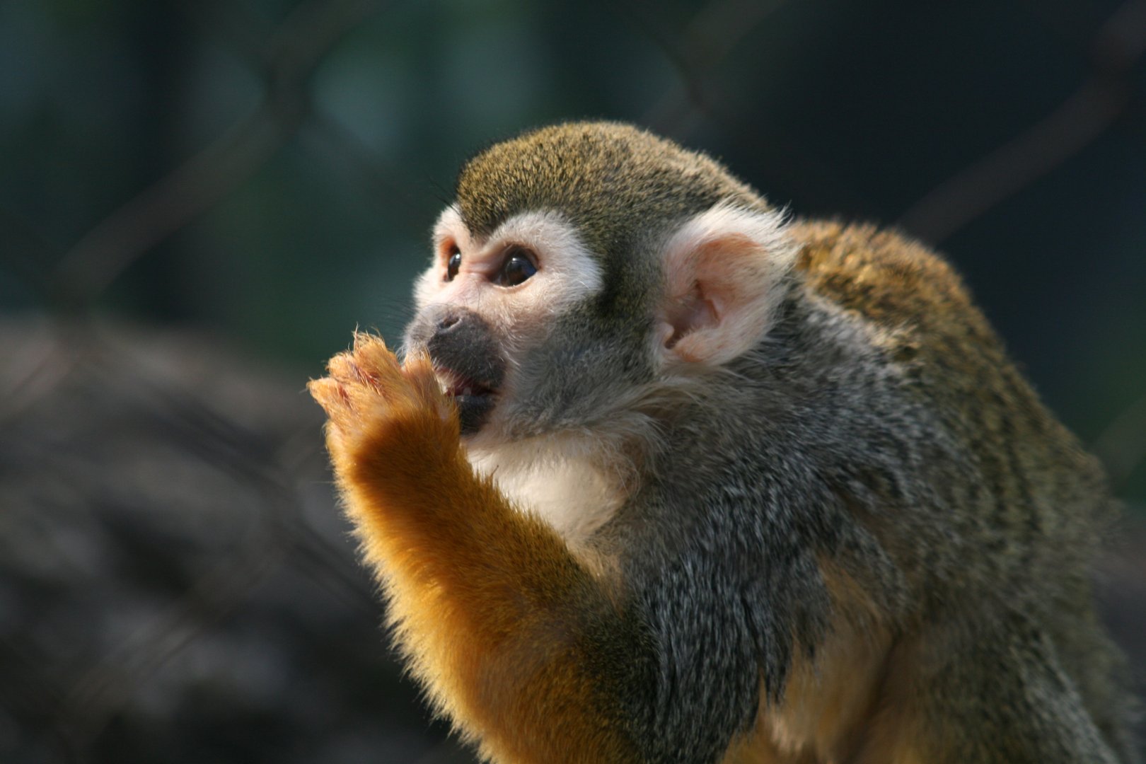 Common Squirrel Monkey (3/9/2025)