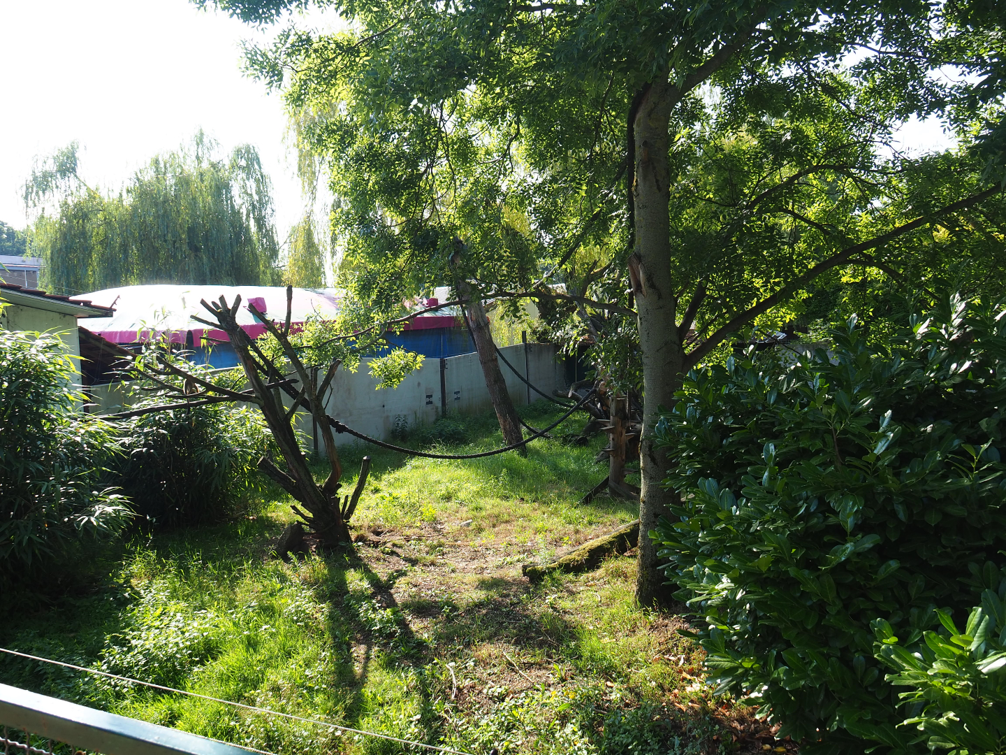 Common squirrel monkey and Asian small-clawed otter exhibit, 2019-06-01
