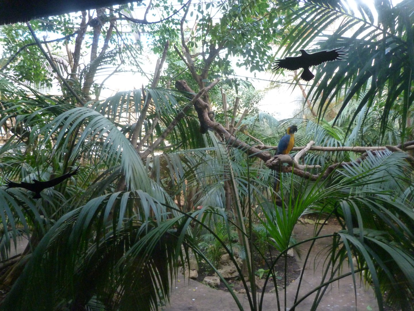 Common squirrel monkey and Blue-and-gold macaw exhibit -Faunia (2025)