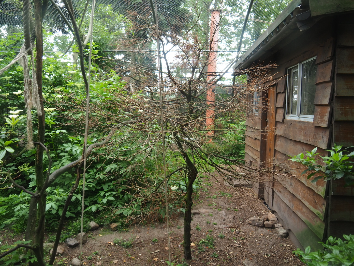 Common squirrel monkey and Victoria crowned pigeon exhibit, 2019-05-25