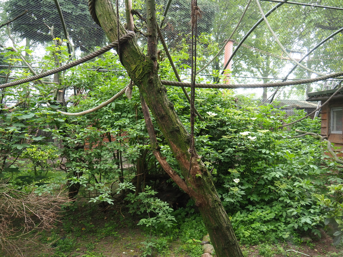Common squirrel monkey and Victoria crowned pigeon exhibit, 2019-05-25