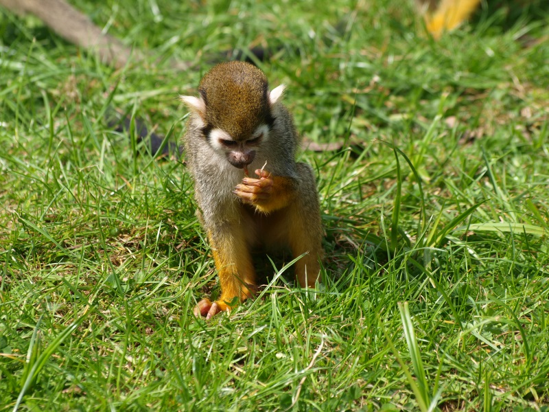 Common squirrel monkey (April 19th, 2015)