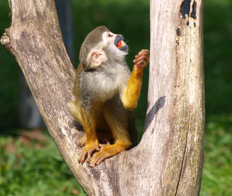 Common squirrel monkey (April 19th, 2015)