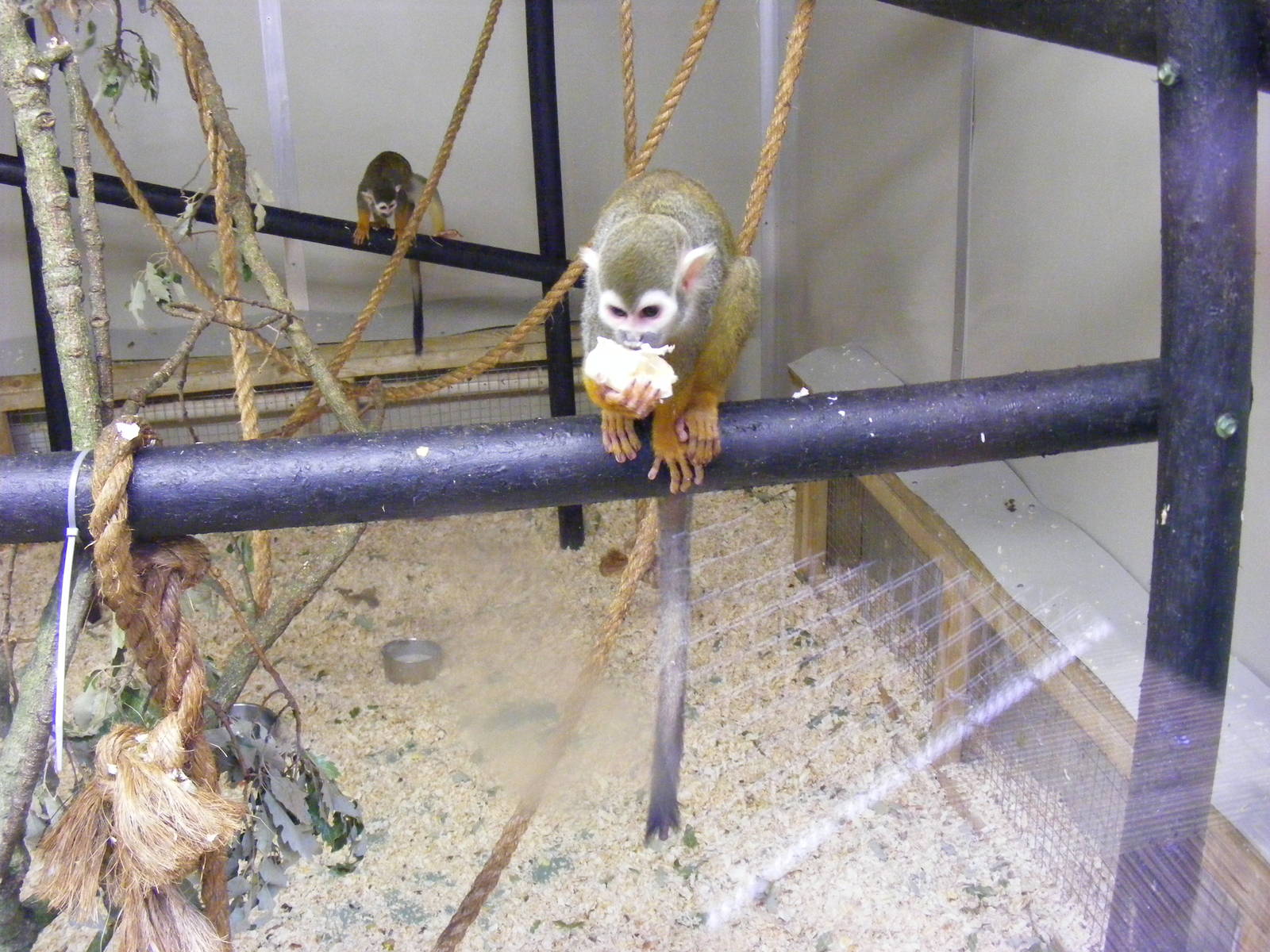 Common squirrel monkey at Shaldon Zoo, 28 December 2010