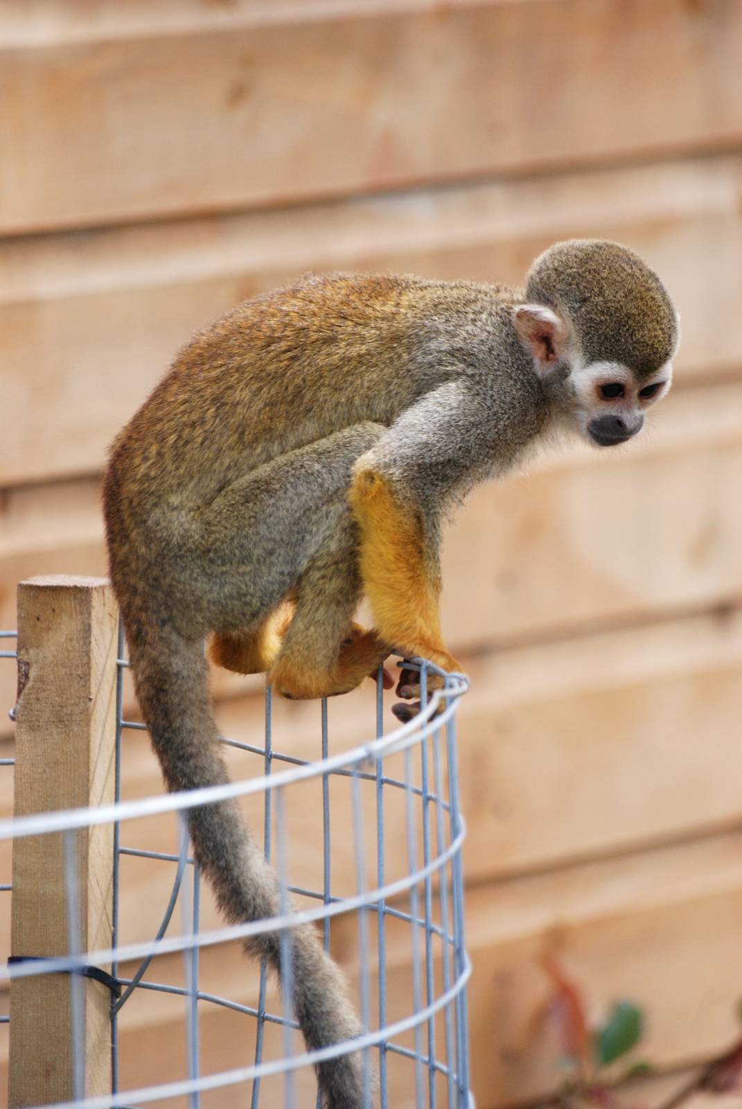 Common Squirrel Monkey at Yorkshire WP, 05/08/12