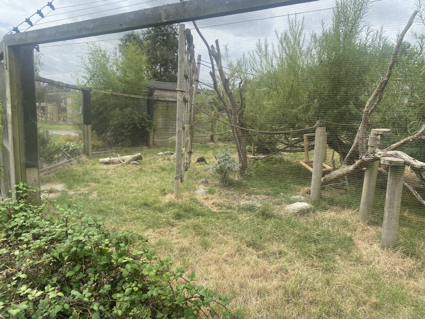 Common squirrel monkey/Azara’s agouti exhibit 040824