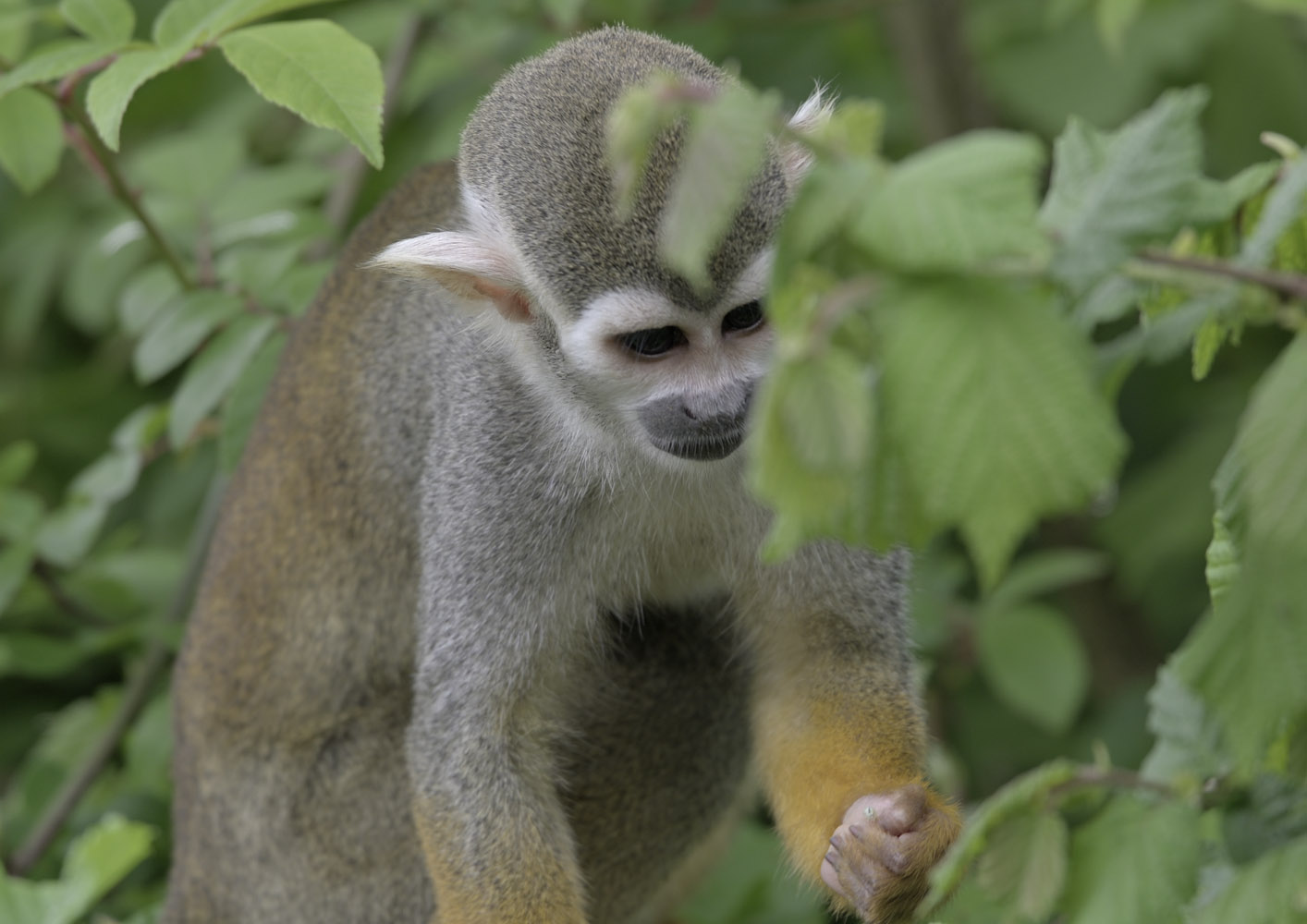 Common squirrel monkey catches spider