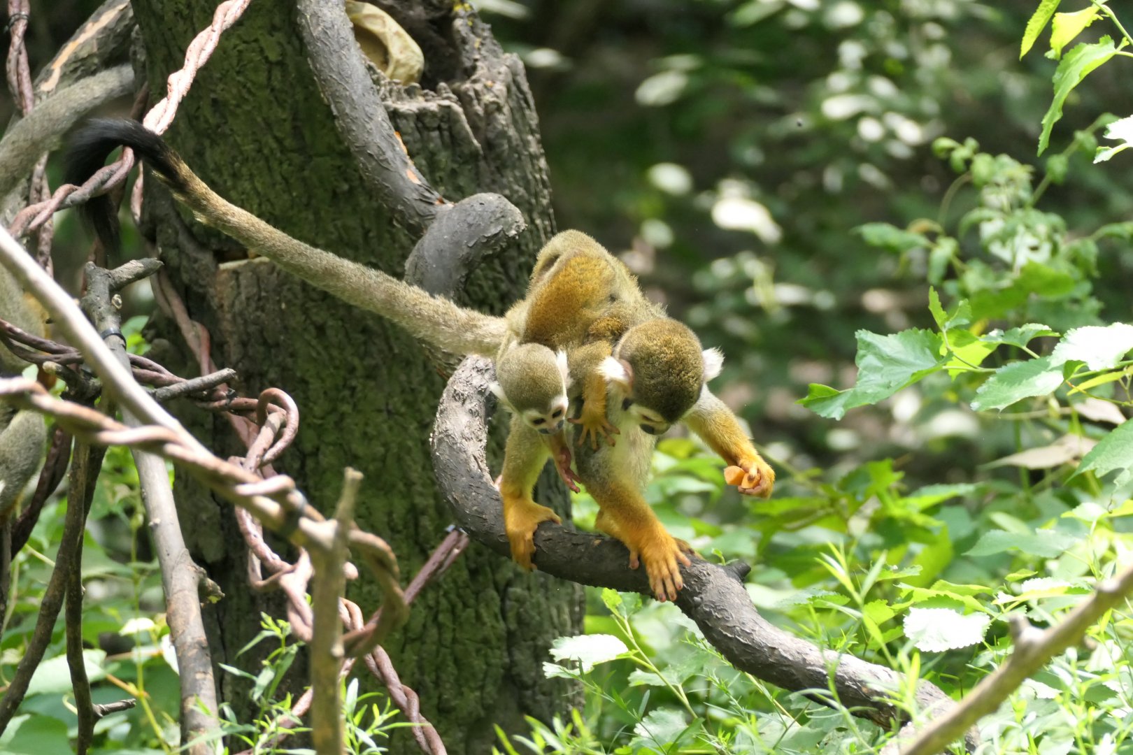 Common Squirrel Monkey - Children's Zoo