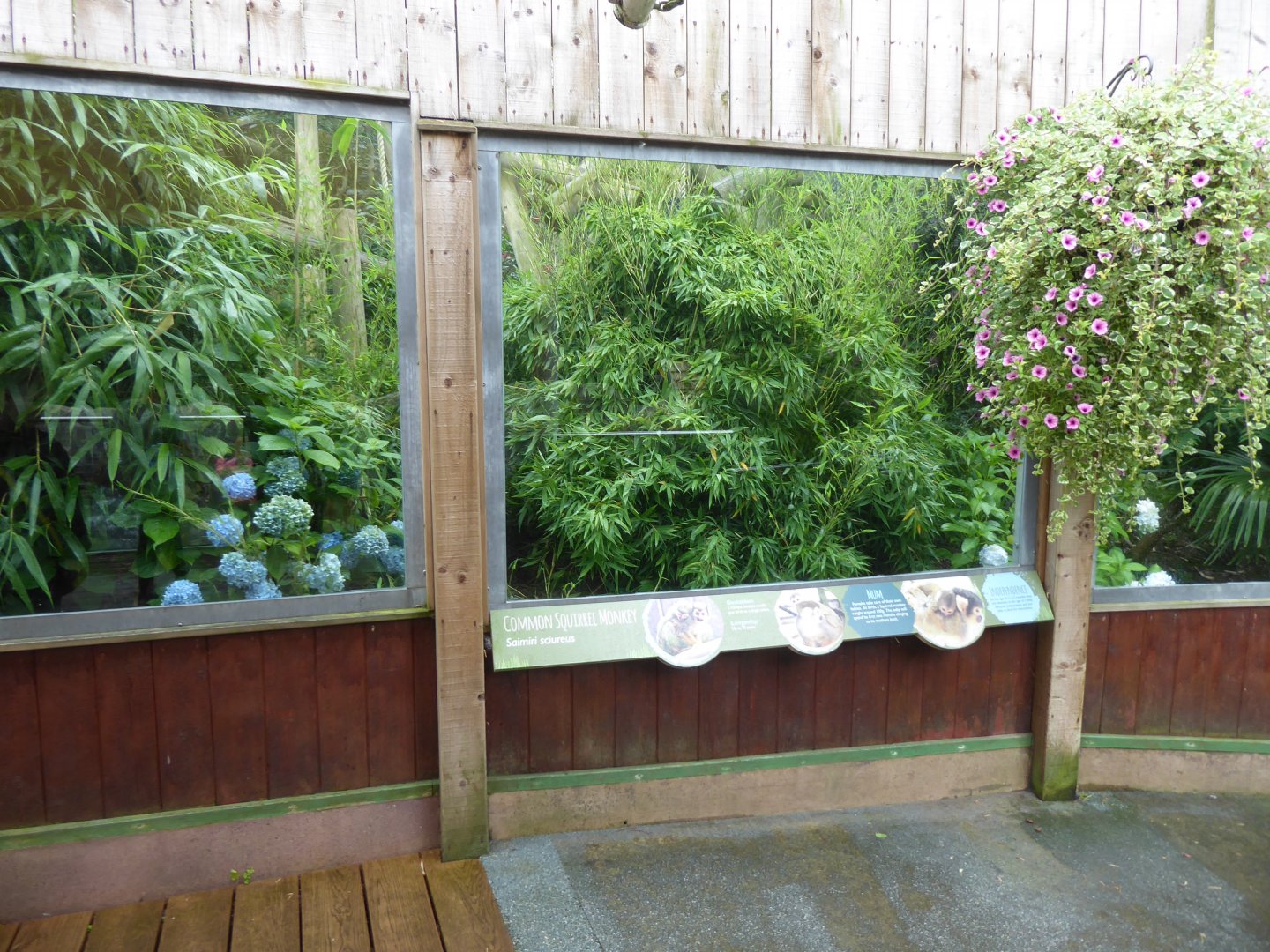 Common squirrel monkey enclosure 050819