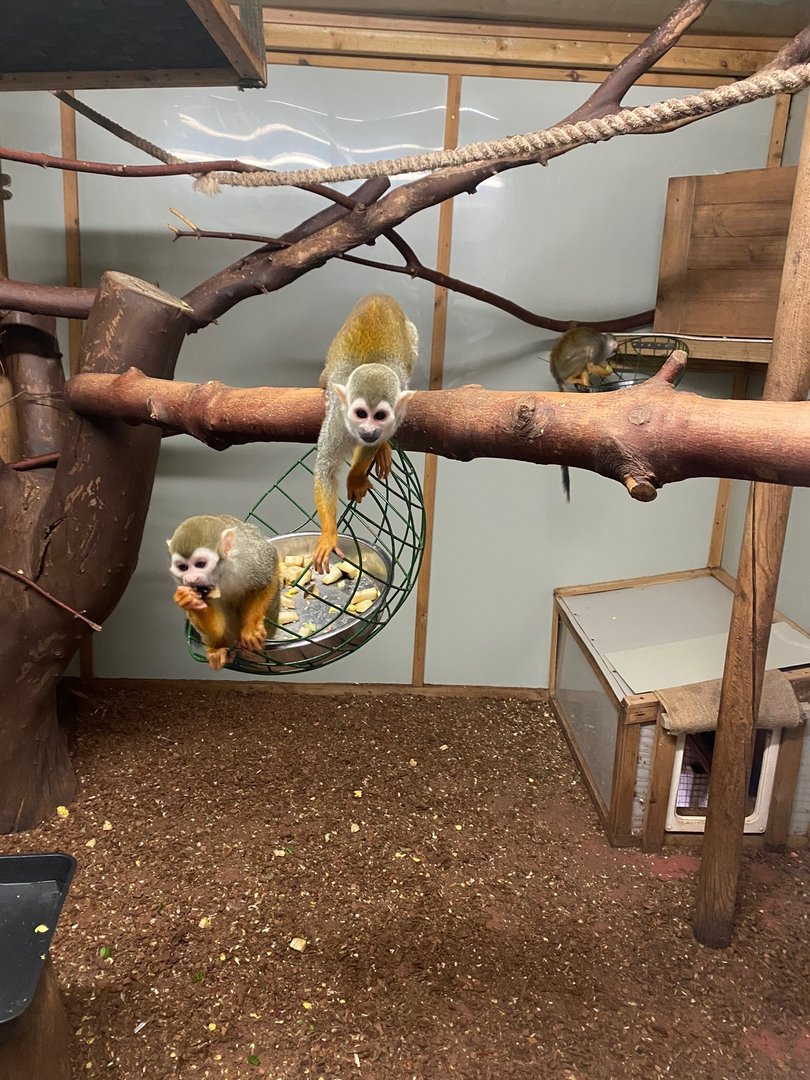 Common squirrel monkey enclosure 111222