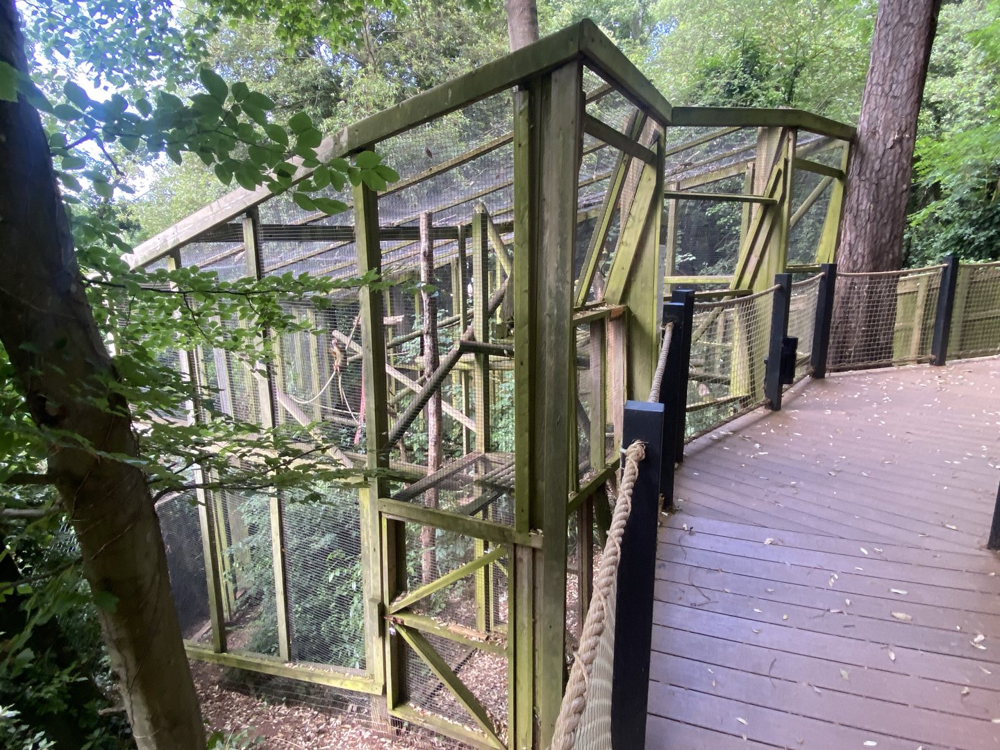 Common squirrel monkey enclosure 250623