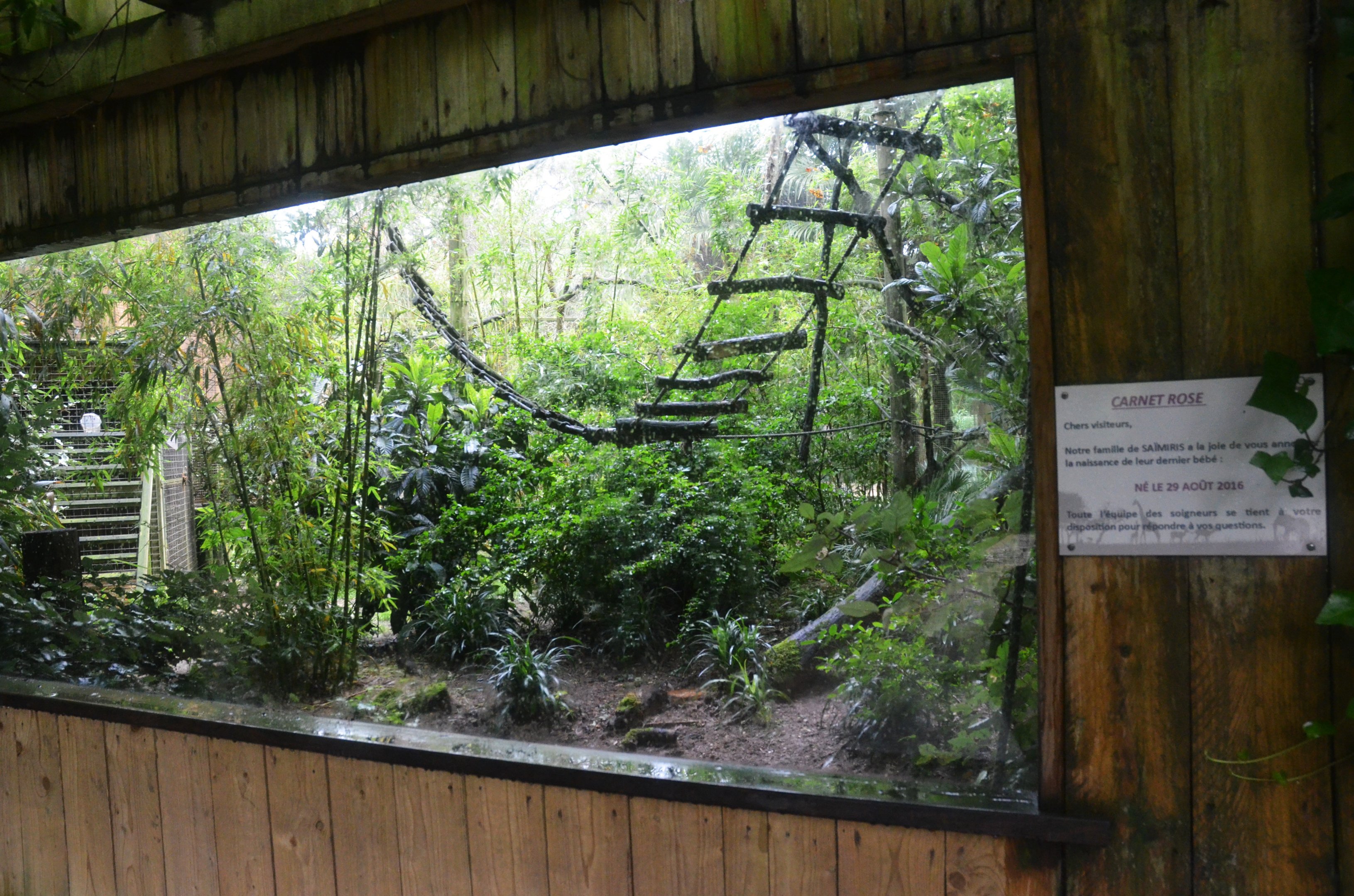Common Squirrel Monkey Enclosure at La Flèche, 11/06/18
