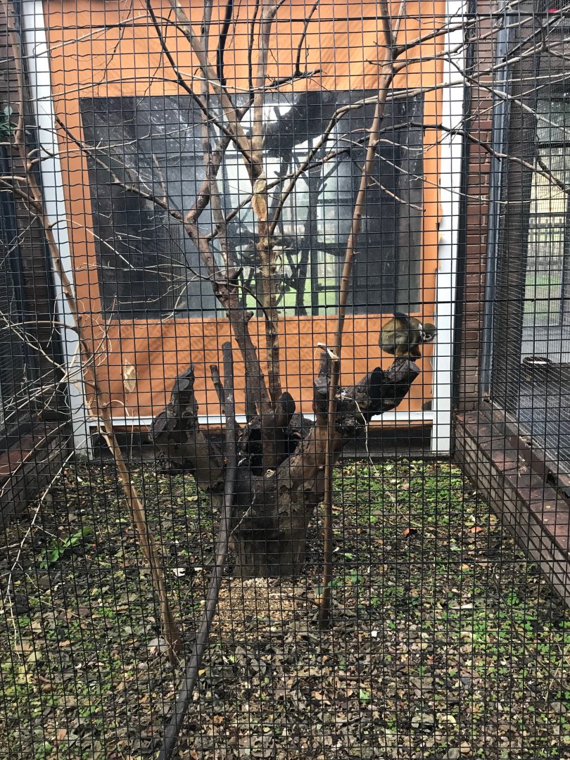 Common squirrel monkey enclosure