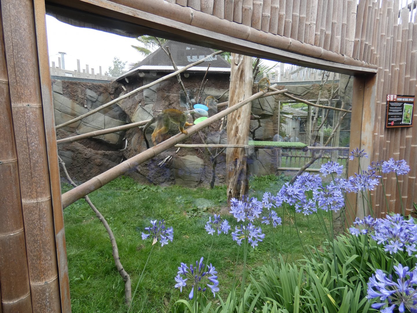 Common Squirrel Monkey enclosure