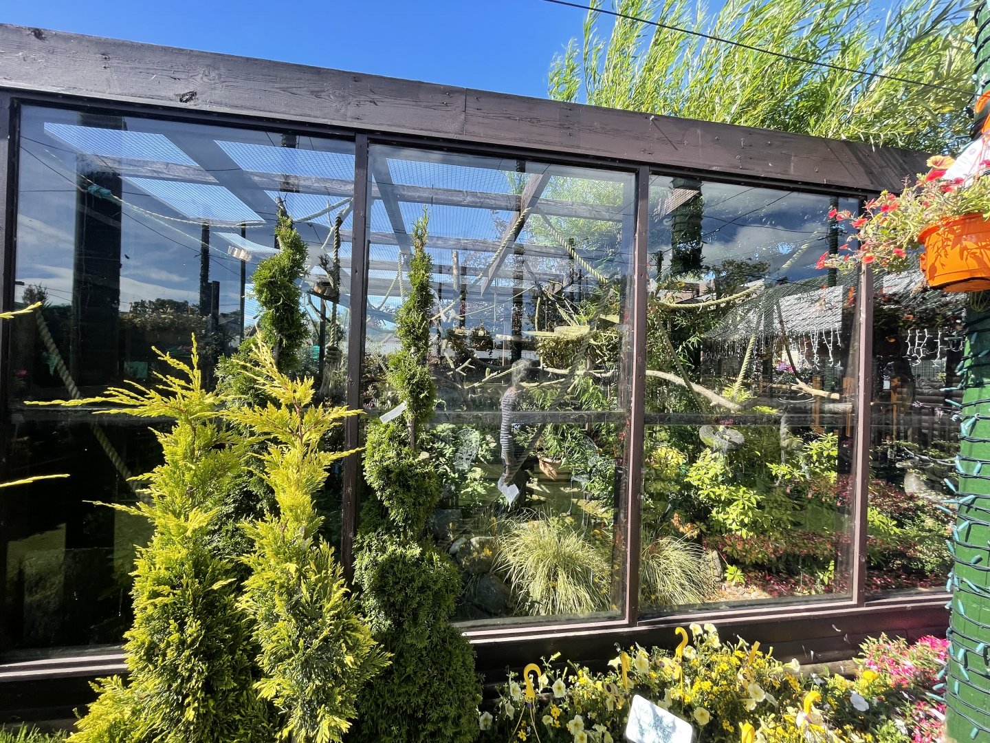 Common squirrel monkey enclosure