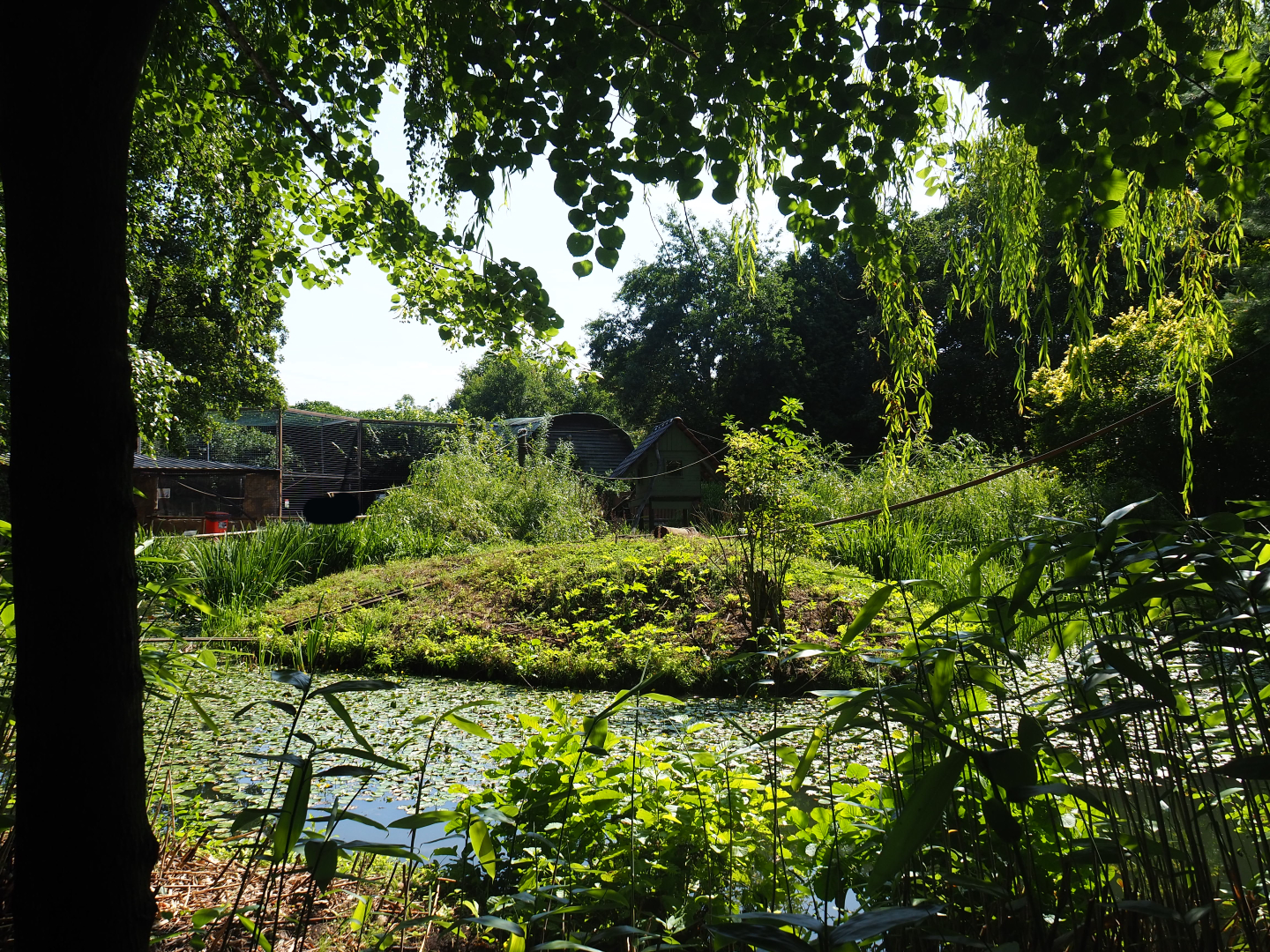 Common squirrel monkey exhibit, 2019-08-04