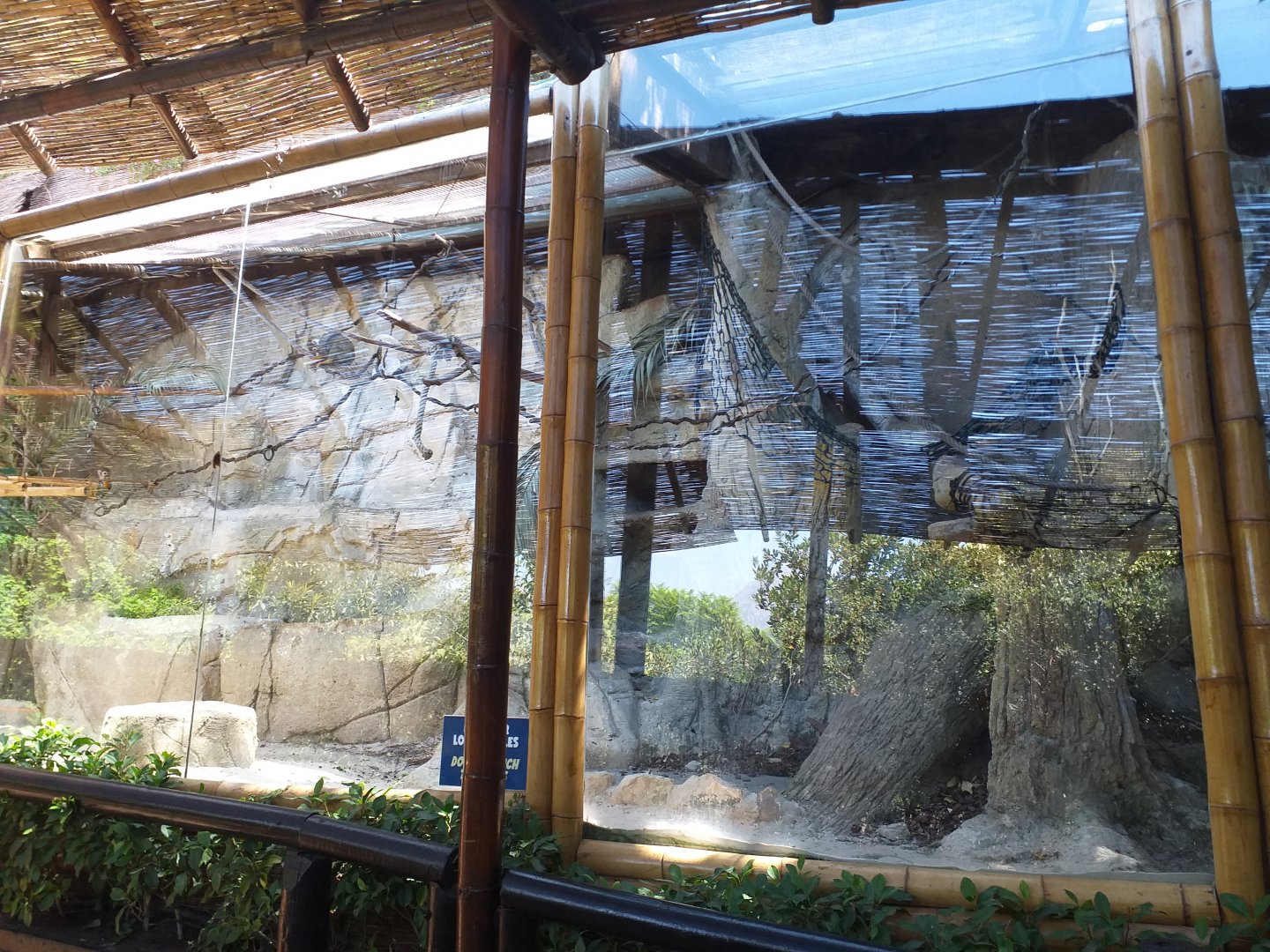 Common squirrel monkey exhibit -MundoMar Benidorm (2021)