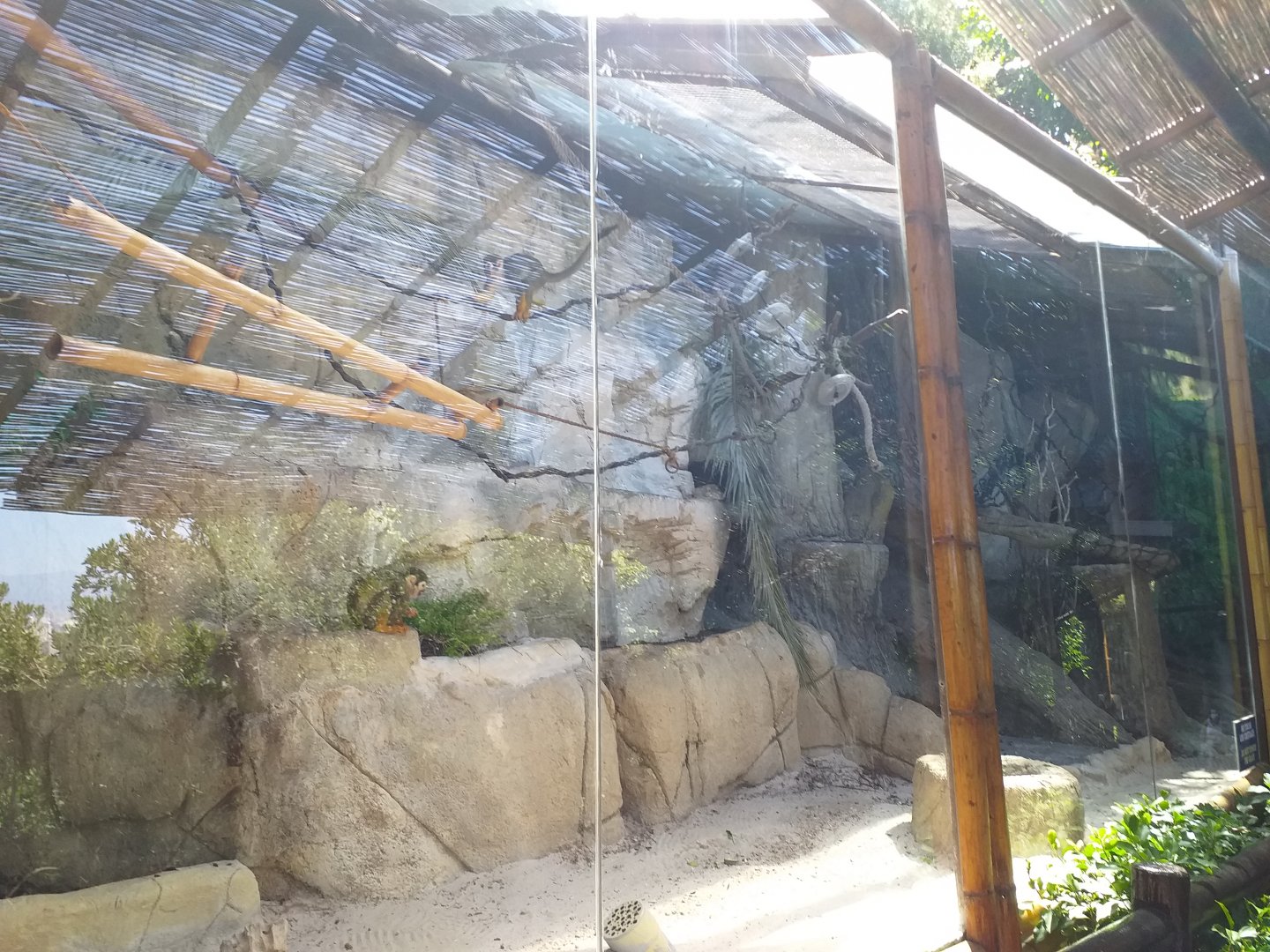 Common squirrel monkey exhibit -MundoMar Benidorm (2021)