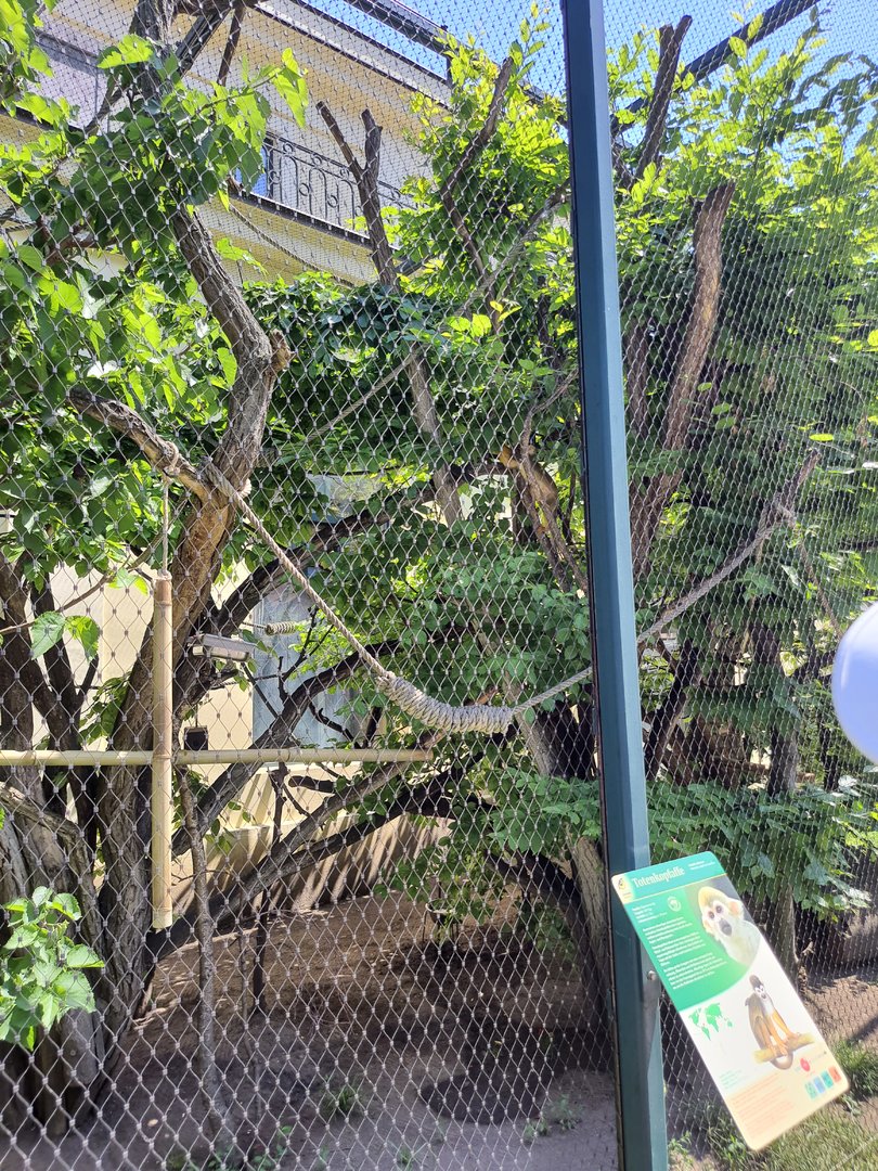 Common squirrel monkey exhibit- Tiergarten Schönbrunn