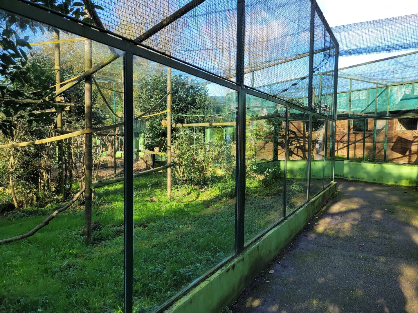 Common squirrel monkey exhibit -Zoo de Santillana del Mar (2023)