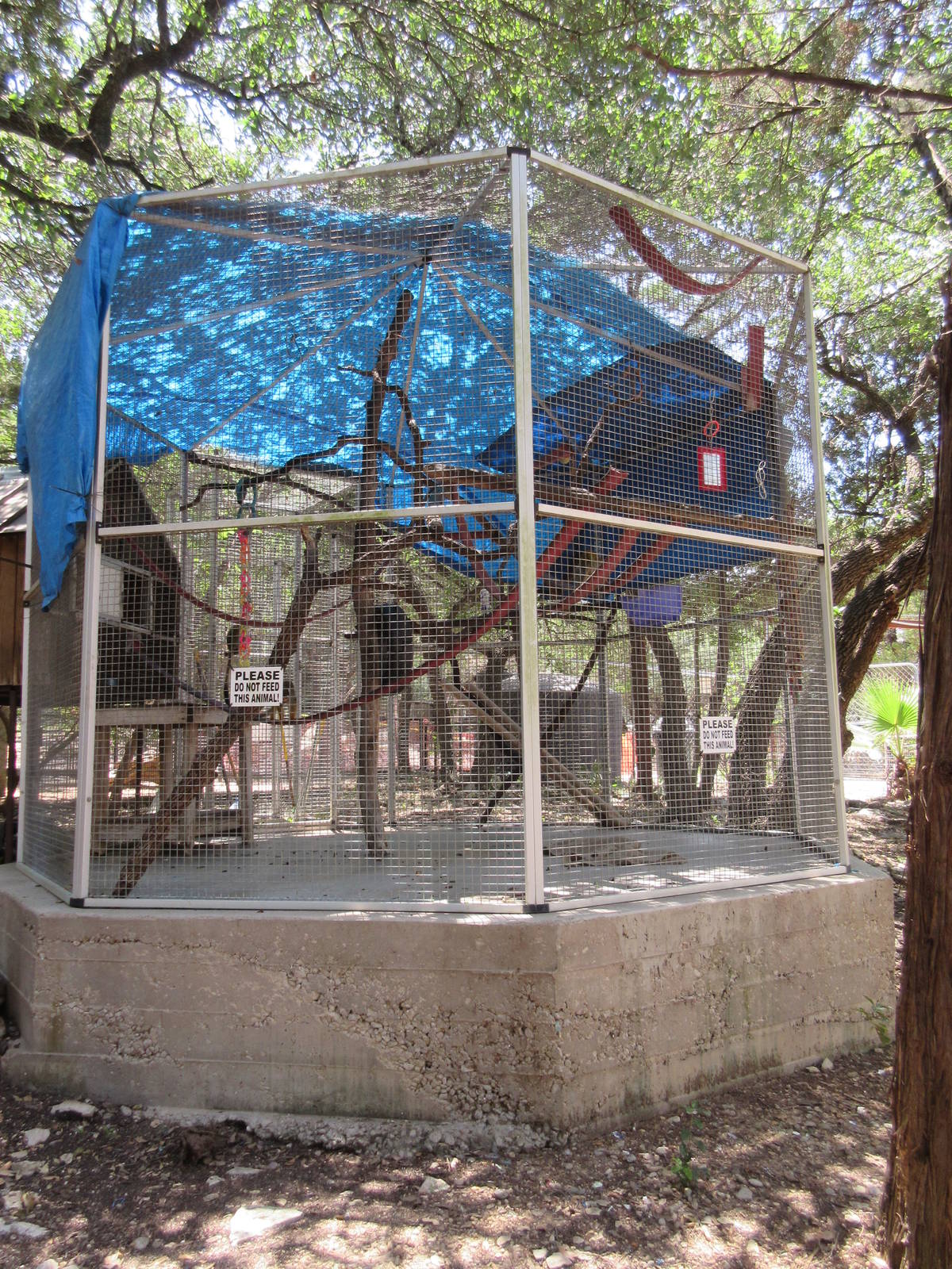Common Squirrel Monkey Exhibit