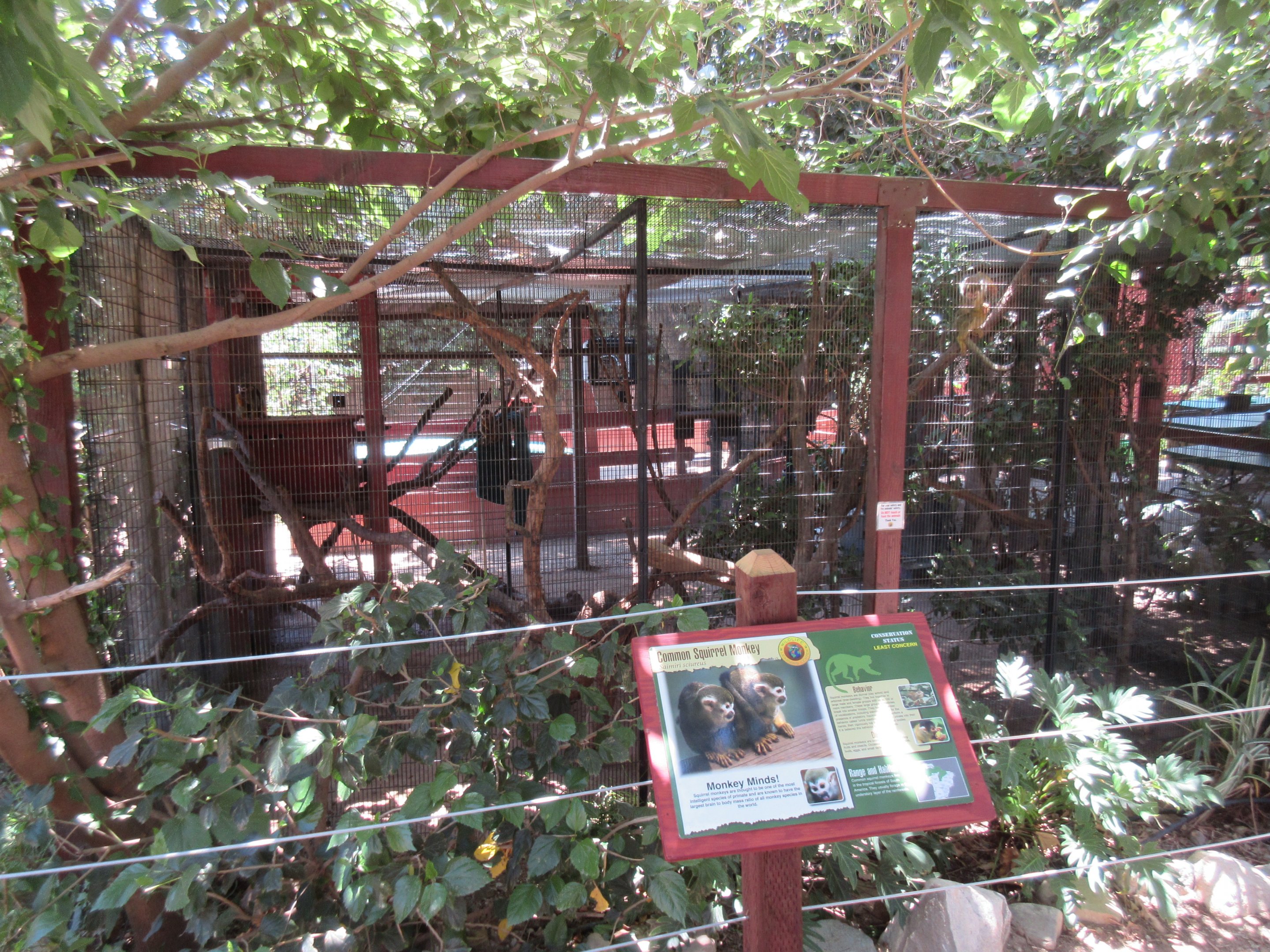 Common Squirrel Monkey Exhibit